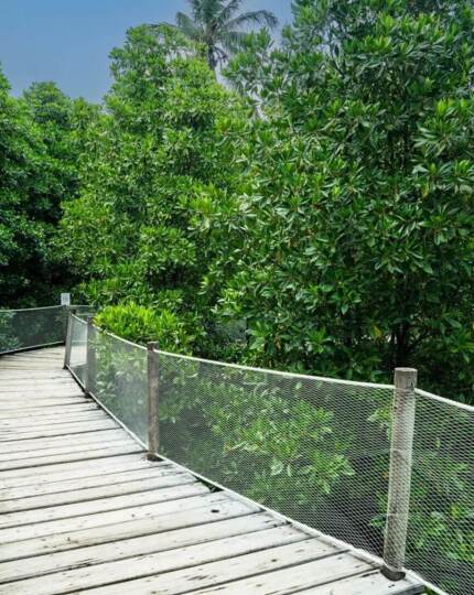 Wooden boardwalk with safety net railings winding through lush tropical greenery and palm trees under clear blue sky