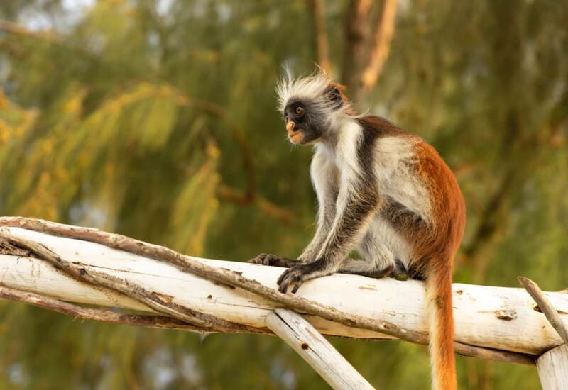 Colorful monkey with white, black, and rust fur perched calmly on rustic wooden beams against blurred green foliage
