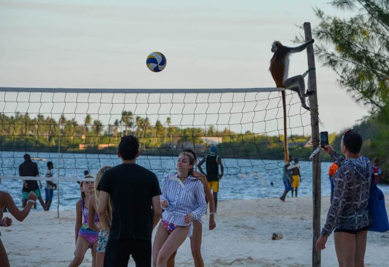 Guests playing beach volleyball on sandy shore with ocean backdrop, a monkey perched on the net post and a guest taking photos