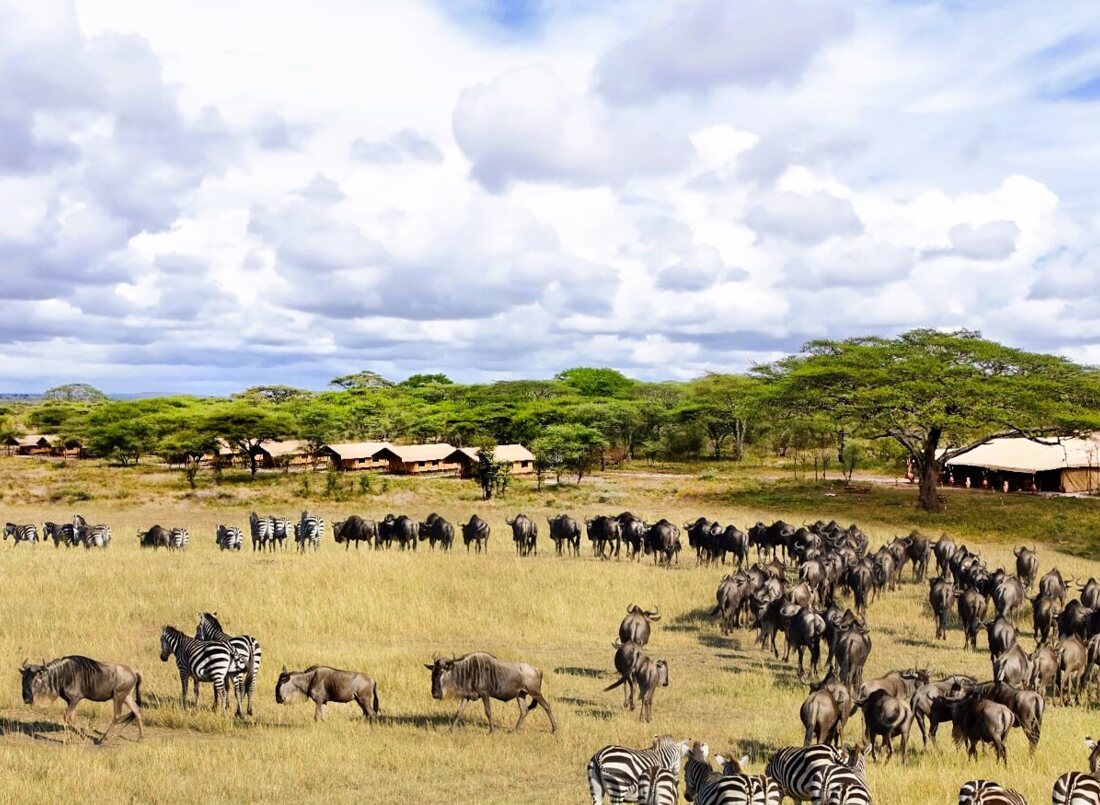 Luxury safari tents nestled near acacia trees with zebras and wildebeests grazing on the vast open savannah