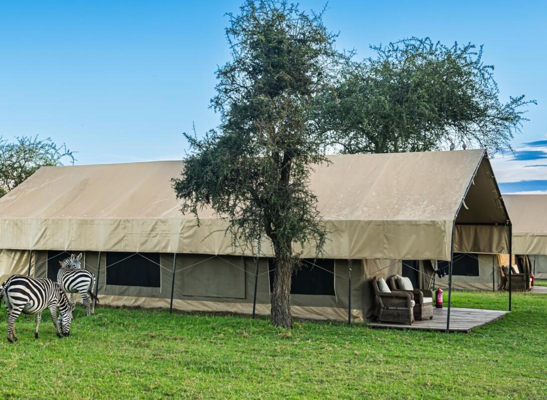 Luxury safari tents with shaded verandas and wicker chairs set on green grass, with zebras grazing nearby under clear blue sky