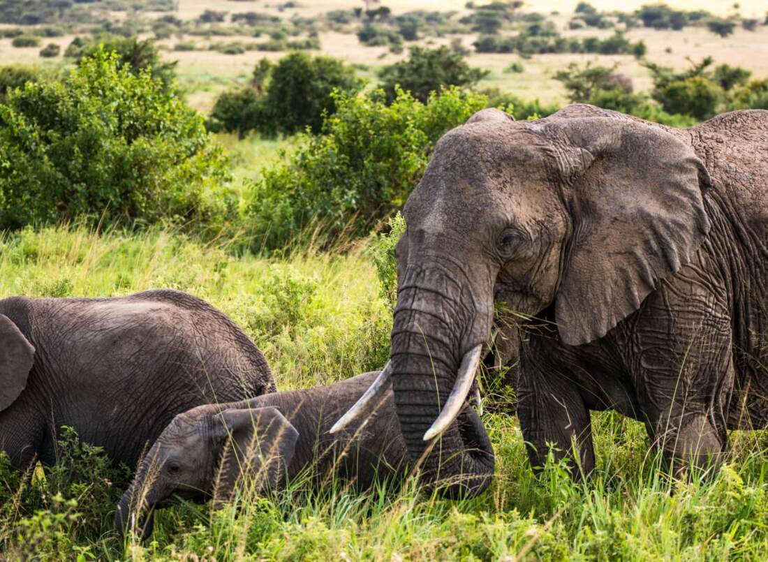 A group of elephants grazing peacefully in lush green grassland, showcasing wildlife experiences in nature reserves.