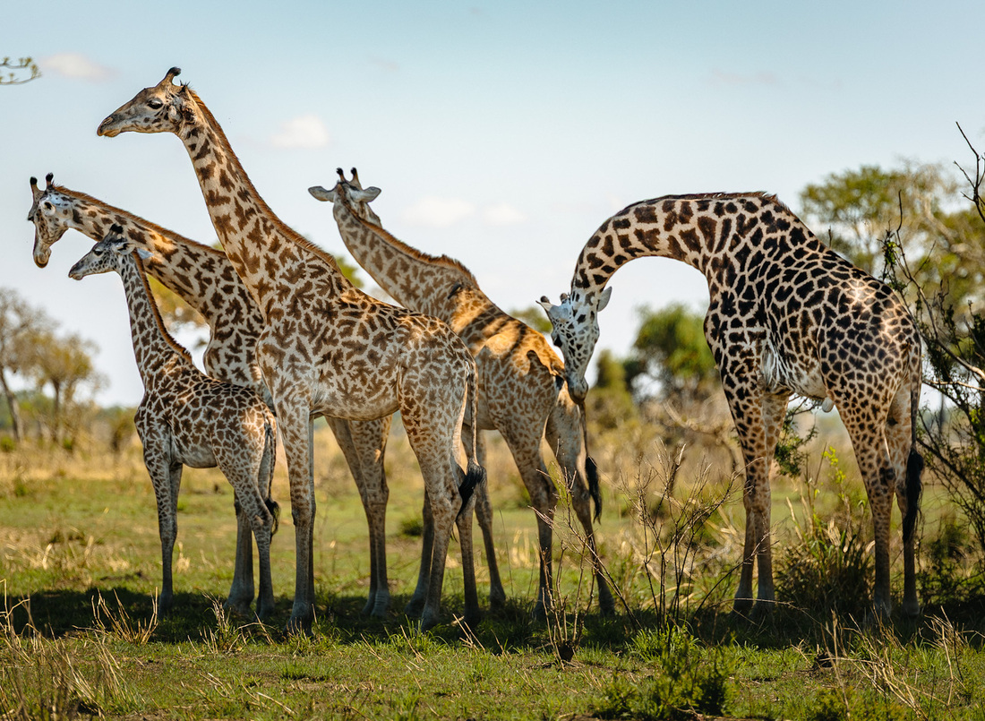 Group of giraffes standing and grazing on a sunlit African savannah, one bending its long neck down to feed or nuzzle