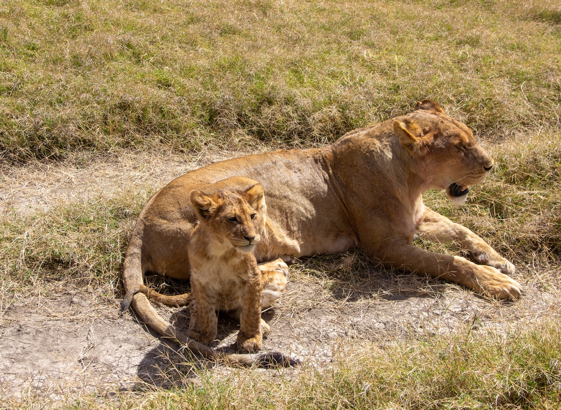Lioness resting on dry grass with cub sitting beside her near tail, cub alert while mother yawns in sunlit savanna