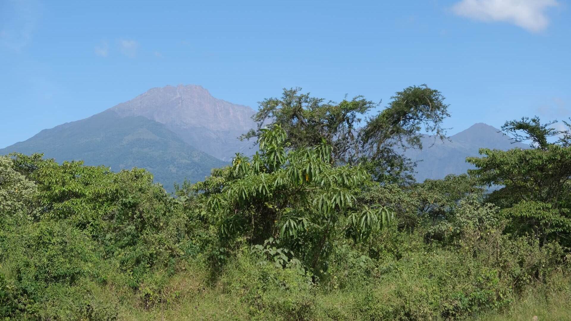 Lush green forest with dense trees and shrubs in the foreground, set against a backdrop of large mountains under a clear blue sky