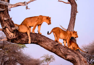 Three young lions resting and climbing on the thick branch of a large tree in a natural savannah setting at sunset
