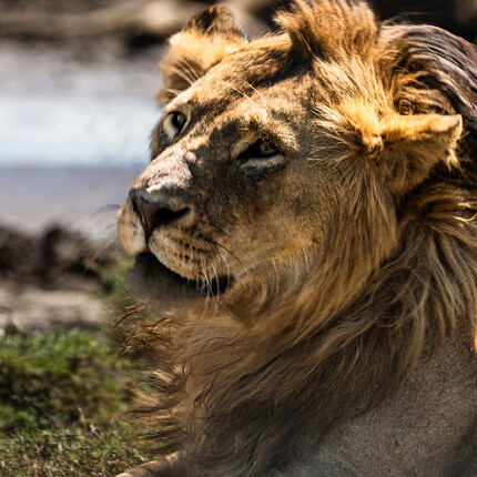 Male lion with windswept mane resting by a watering hole on safari, warm golden light and grassy foreground.