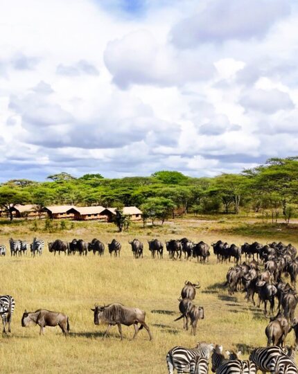 Luxury safari tents nestled near acacia trees with zebras and wildebeests grazing on the vast open savannah