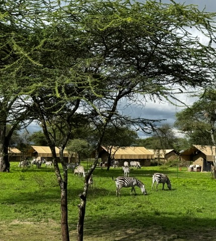 Tented safari camp with canvas cabins and verandas; zebras grazing under acacia trees on a green plain.