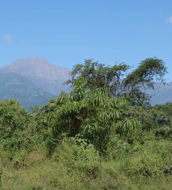 Lush green forest with dense trees and shrubs in the foreground, set against a backdrop of large mountains under a clear blue sky