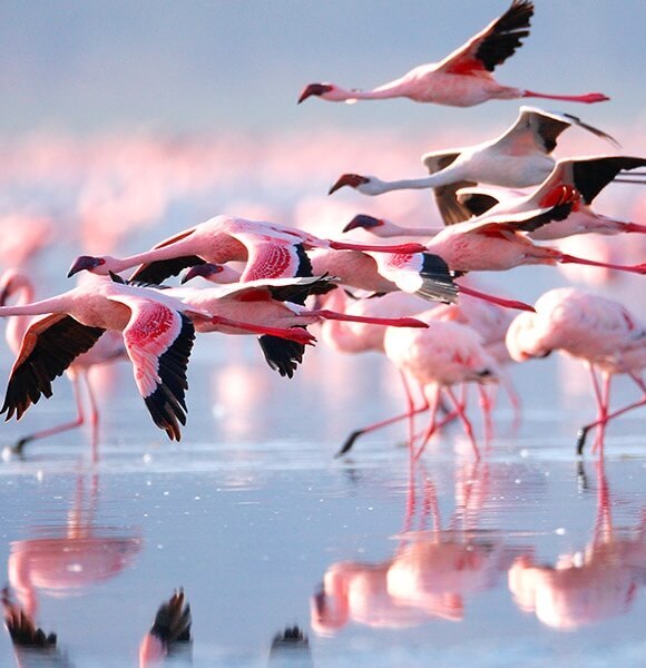 Pink flamingos walking and flying over a shallow reflective water surface, creating a serene natural scene