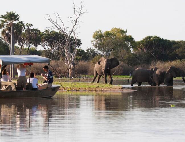 Guests on a covered safari boat watching elephants crossing a river amid palm trees and dry bushes during a wildlife tour.
