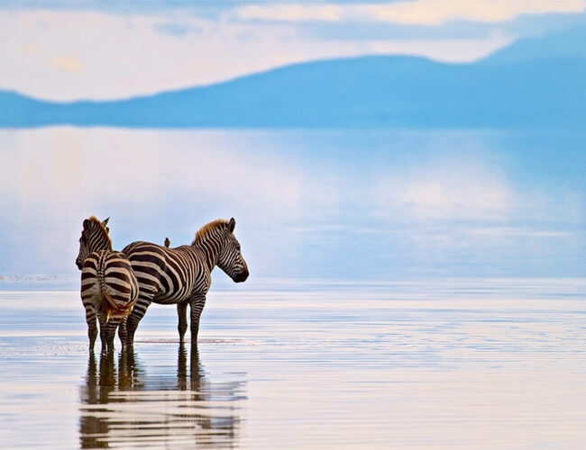 Two zebras standing calmly in shallow water with distant blue hills and soft sky in the background