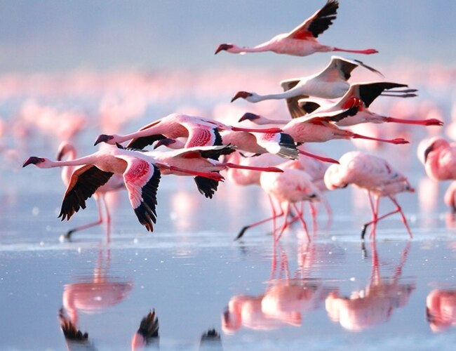 Pink flamingos walking and flying over a shallow reflective water surface, creating a serene natural scene