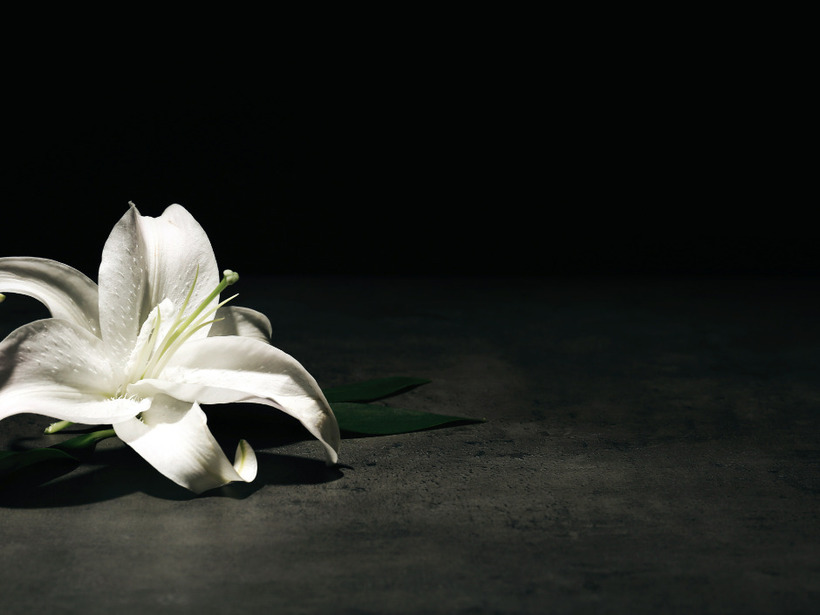 White lily flower softly lit against a dark background, symbolizing elegance and tranquility.