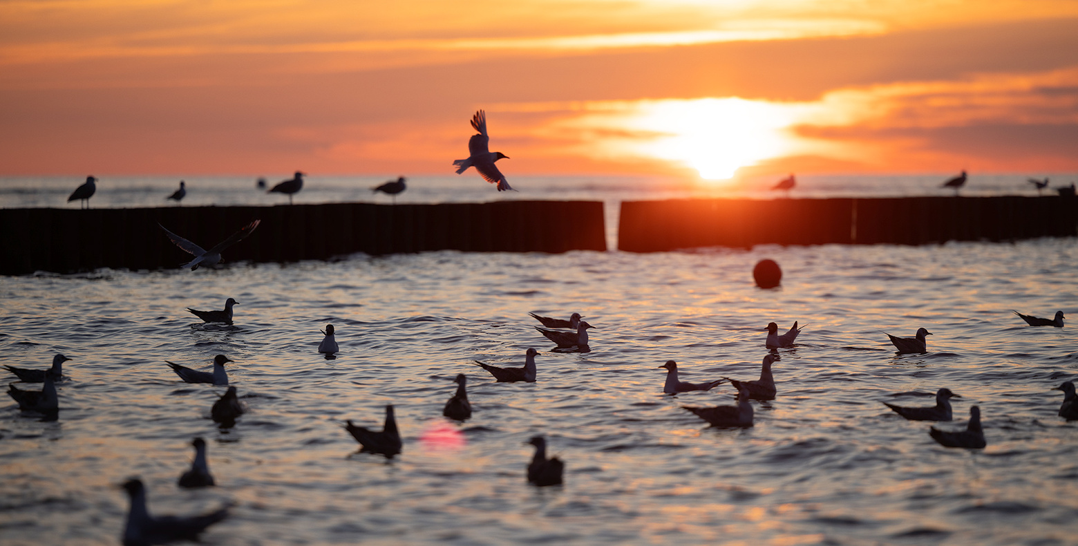 Möwen, die bei Sonnenuntergang über ruhigem Meer in der Nähe eines hölzernen Wellenbrechers schweben.