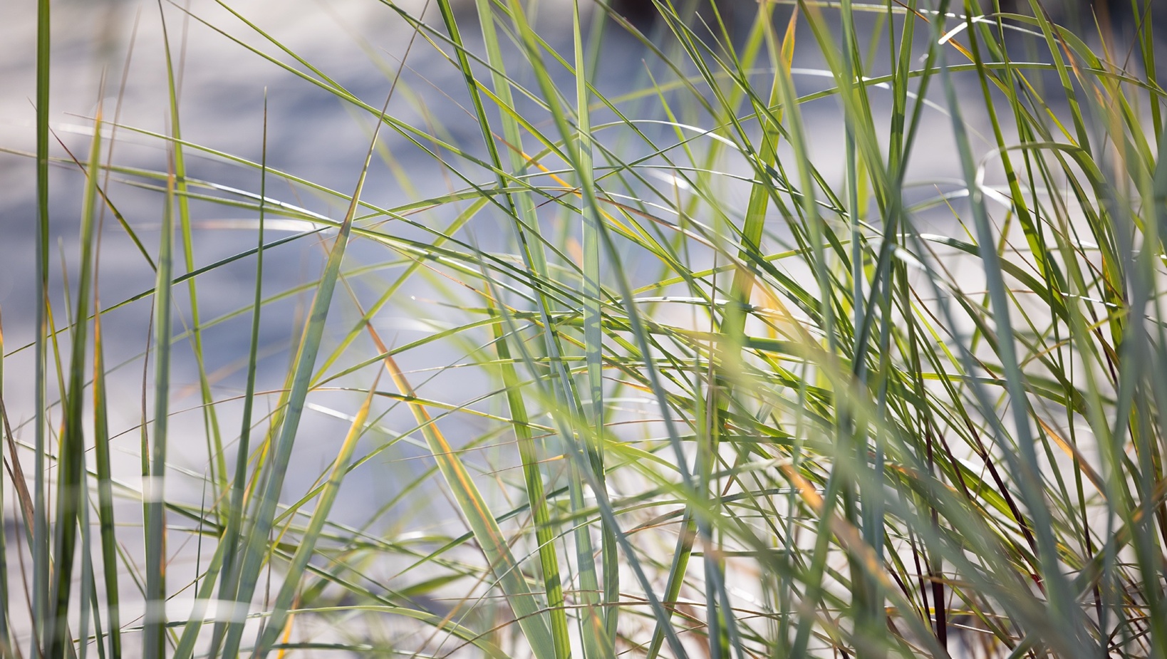 Zbliżenie na zielone, piaszczyste trawy na plaży, tworzące naturalną, spokojną atmosferę nad morzem