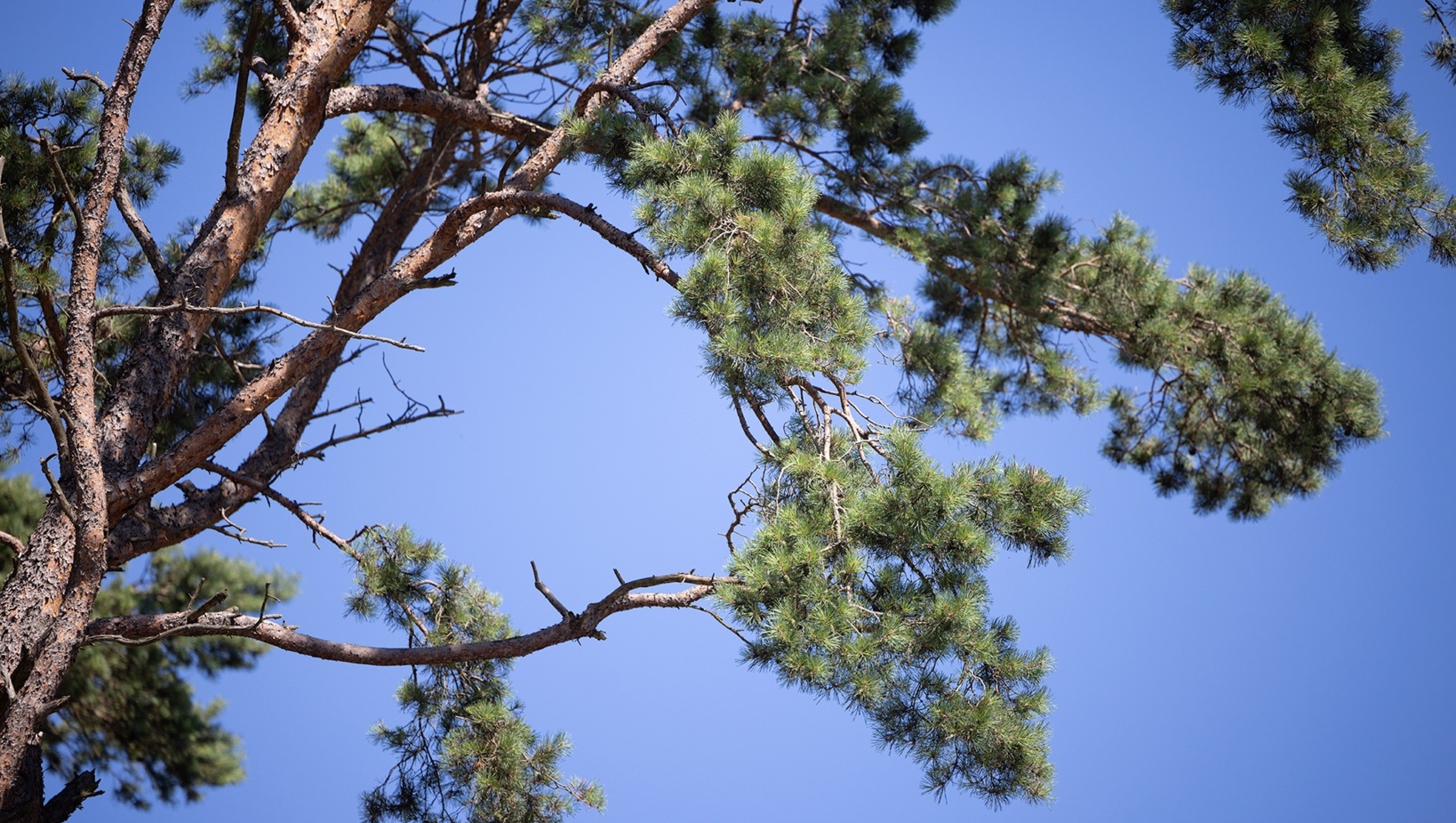Gałęzie sosnowe z zielonymi igłami na tle czystego błękitnego nieba, tworzące naturalny, spokojny krajobraz.
