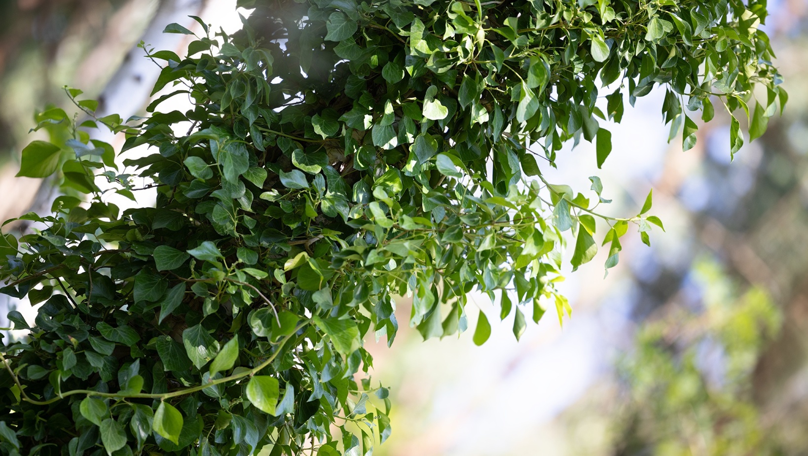Gęste zielone liście bluszczu porastają gałąź w naturalnym, słonecznym ogrodzie hotelowym