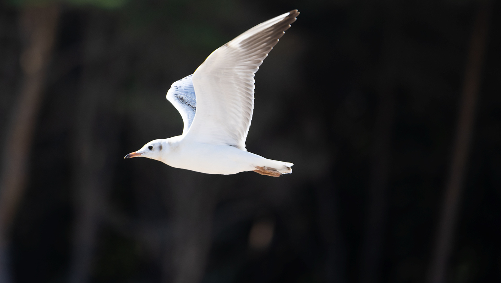 Biały mewa lecąca na tle rozmytego, ciemnego lasu.