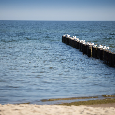 Mewy siedzące na drewnianych słupach wychodzących w morze z piaszczystą plażą w tle