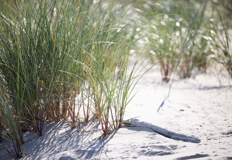 Naturalne wydmy pokryte wysoką trawą morską na piaszczystej plaży, idealne na spokojny spacer