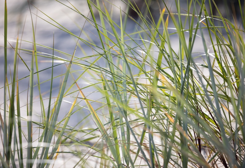 Zbliżenie na zielone, piaszczyste trawy na plaży, tworzące naturalną, spokojną atmosferę nad morzem