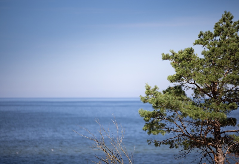 Spokojny widok na spokojne morze z gałęziami zielonego drzewa sosnowego na pierwszym planie