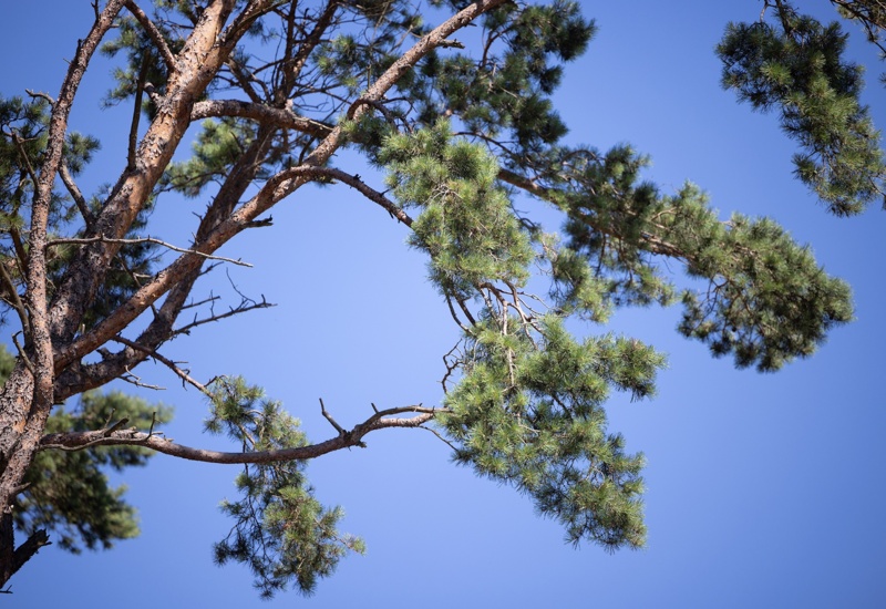 Gałęzie sosnowe z zielonymi igłami na tle czystego błękitnego nieba, tworzące naturalny, spokojny krajobraz.