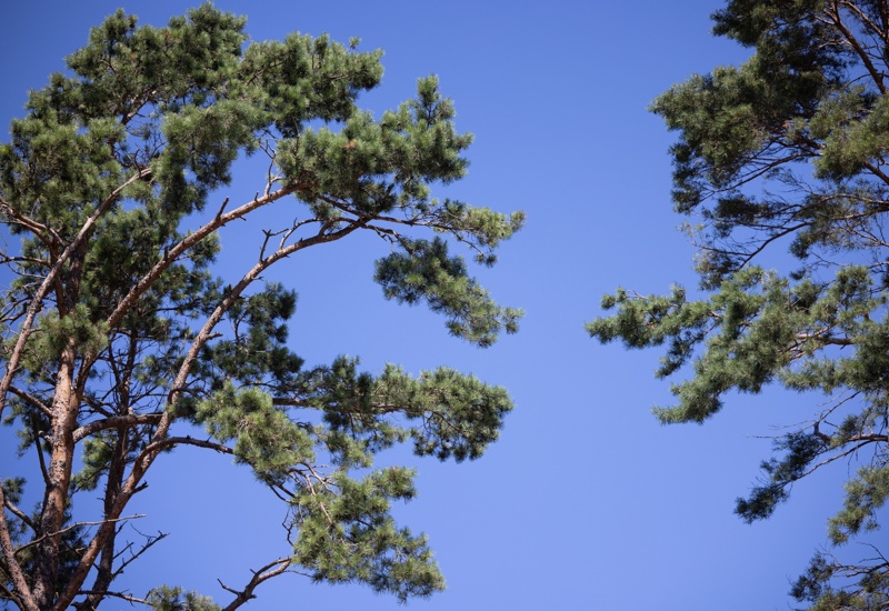 Zielone gałęzie sosny na tle jasnoniebieskiego, bezchmurnego nieba