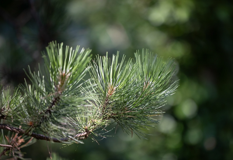 Zbliżenie na gałąź sosny z zielonymi igłami na tle rozmytego, naturalnego lasu