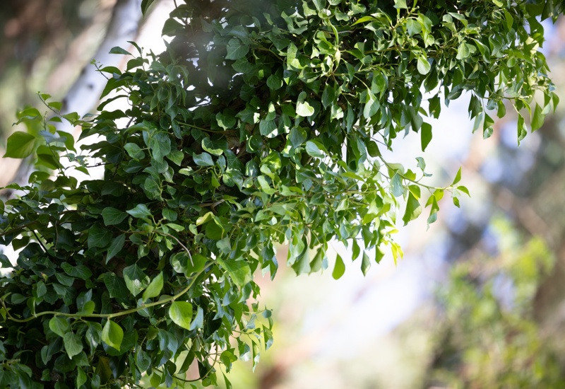Gęste zielone liście bluszczu porastają gałąź w naturalnym, słonecznym ogrodzie hotelowym