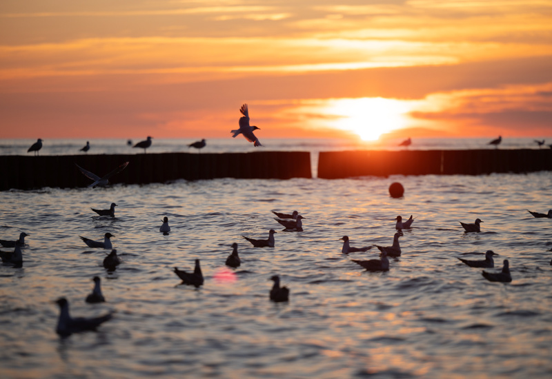 Mewy pływające i latające przy spokojnym morzu o zachodzie słońca za drewnianym falochronem.