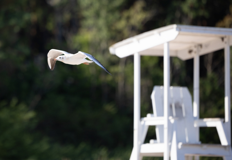Biały mewa lecąca obok białej wieży ratownika na tle zielonych drzew przy plaży.