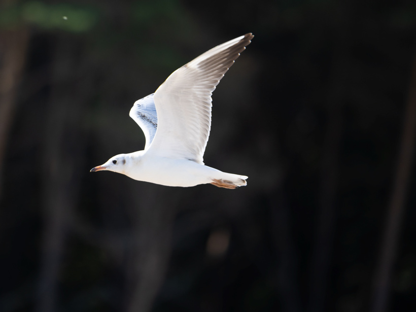 Biały mewa lecąca na tle rozmytego, ciemnego lasu.