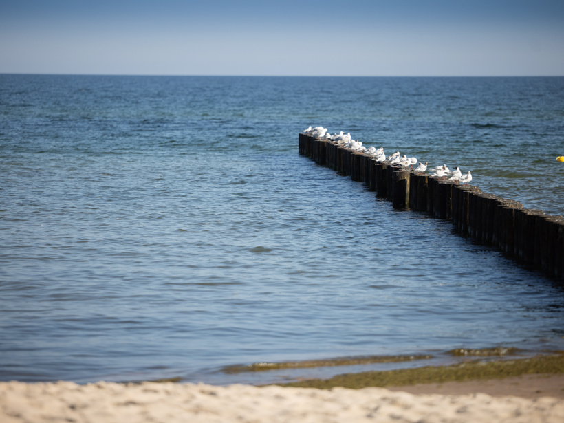 Mewy siedzące na drewnianych słupach wychodzących w morze z piaszczystą plażą w tle