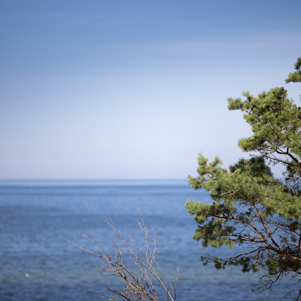 Spokojny widok na spokojne morze z gałęziami zielonego drzewa sosnowego na pierwszym planie