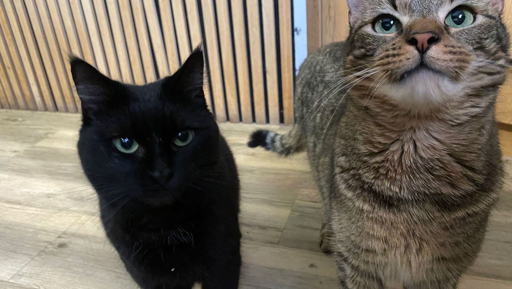 Zwei neugierige Katzen, schwarz und getigert, sitzen auf Holzboden vor einer Wand mit Holzlamellen und schauen nach oben.