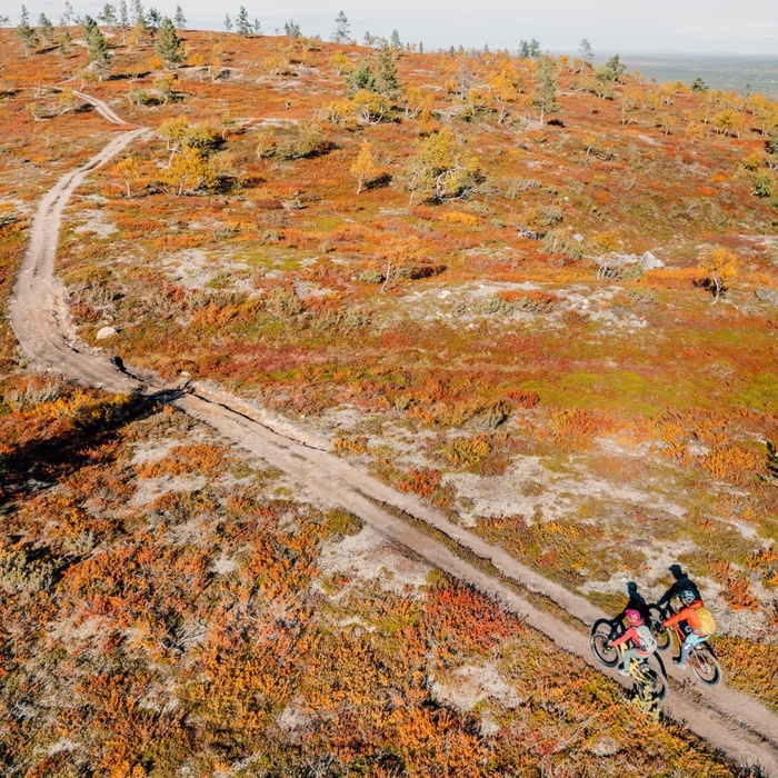 Two cyclists on a narrow dirt trail across autumn tundra hill, orange low shrubs, scattered birches and distant forest views