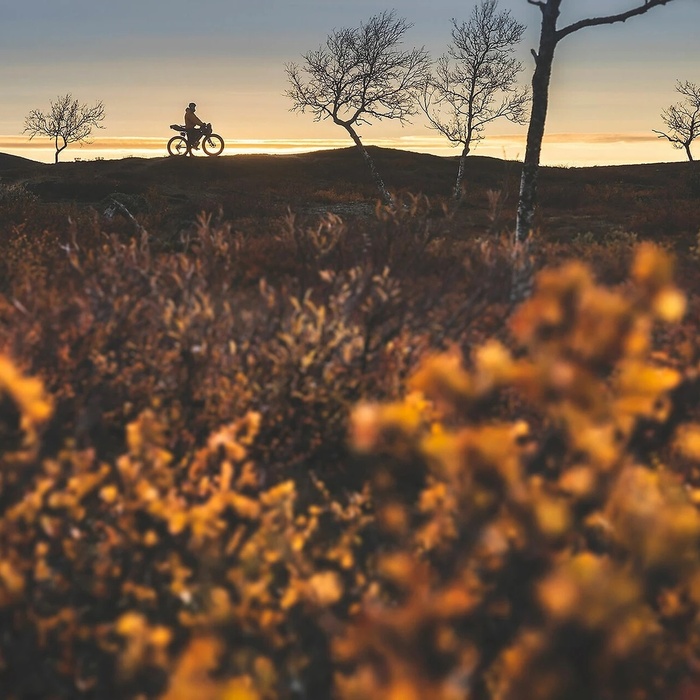 Cyclist silhouette on a hill at sunset with golden foreground foliage and sparse trees