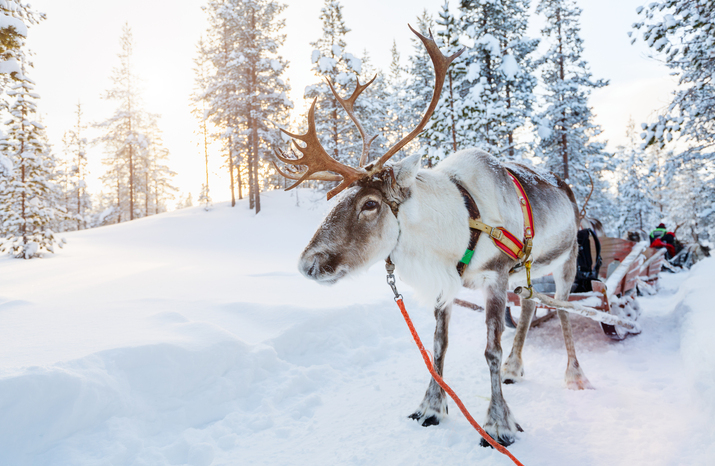 Harnessed reindeer beside a wooden sleigh with guests in the background in a snowy pine forest at sunrise, ideal for scenic sleigh rides.