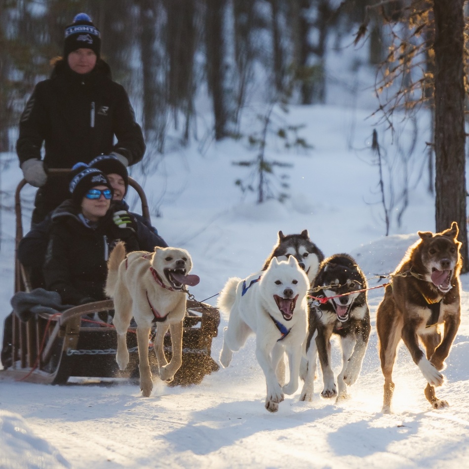 Guided husky sled ride through a snow-covered forest, guests bundled on a wooden sled pulled by energetic dogs in warm low sunlight