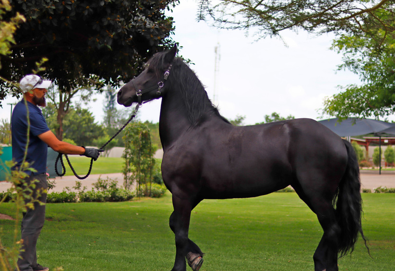 Handler leads glossy black horse on manicured lawn under shade trees, with resort-style canopies in the background