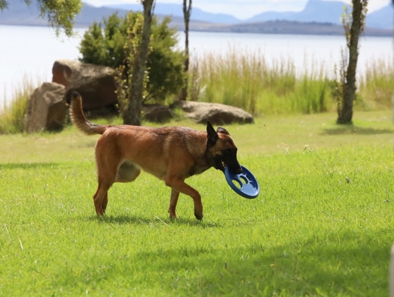 Brown dog fetching blue frisbee on a grassy lakeside lawn, rocks and distant mountains in soft sunlight