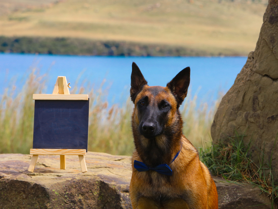 Well-groomed Belgian Malinois wearing a blue bow tie beside a small blank chalkboard on a lakeside rock at a pet-friendly retreat.