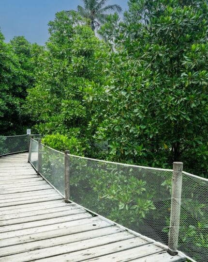 Wooden boardwalk with safety net railings winding through lush green tropical garden with tall palm trees overhead