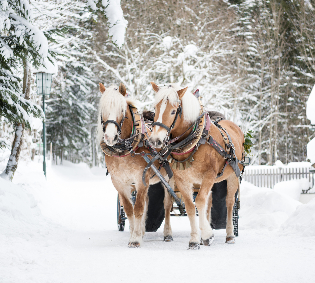 Zwei angegurtete Pferde ziehen einen Schlitten über einen verschneiten Forstweg neben einer Lodge