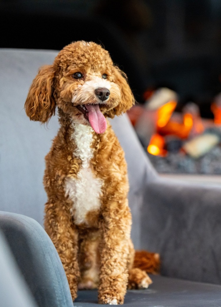 hotel przyjazny zwierzętom