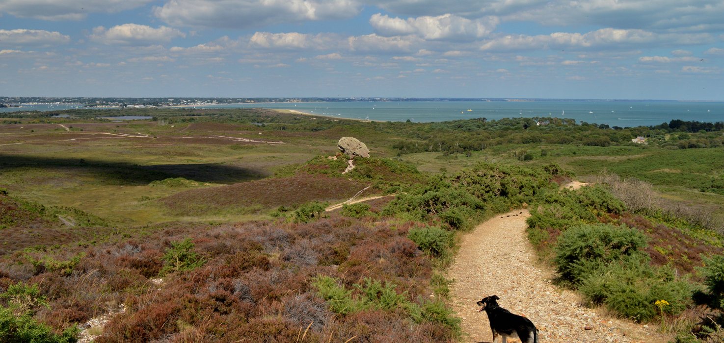Heathland walking trail leading to sandy coastline and distant sailboats, rocky outcrop on ridge and a dog on the path.