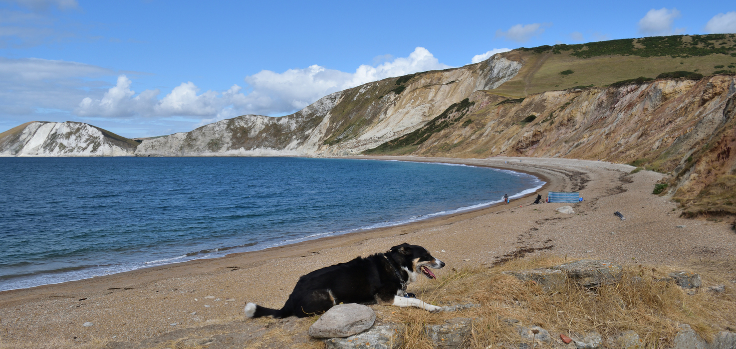 Secluded pebble beach curving beneath dramatic white and ochre cliffs, calm blue sea, walkers and a dog in foreground.